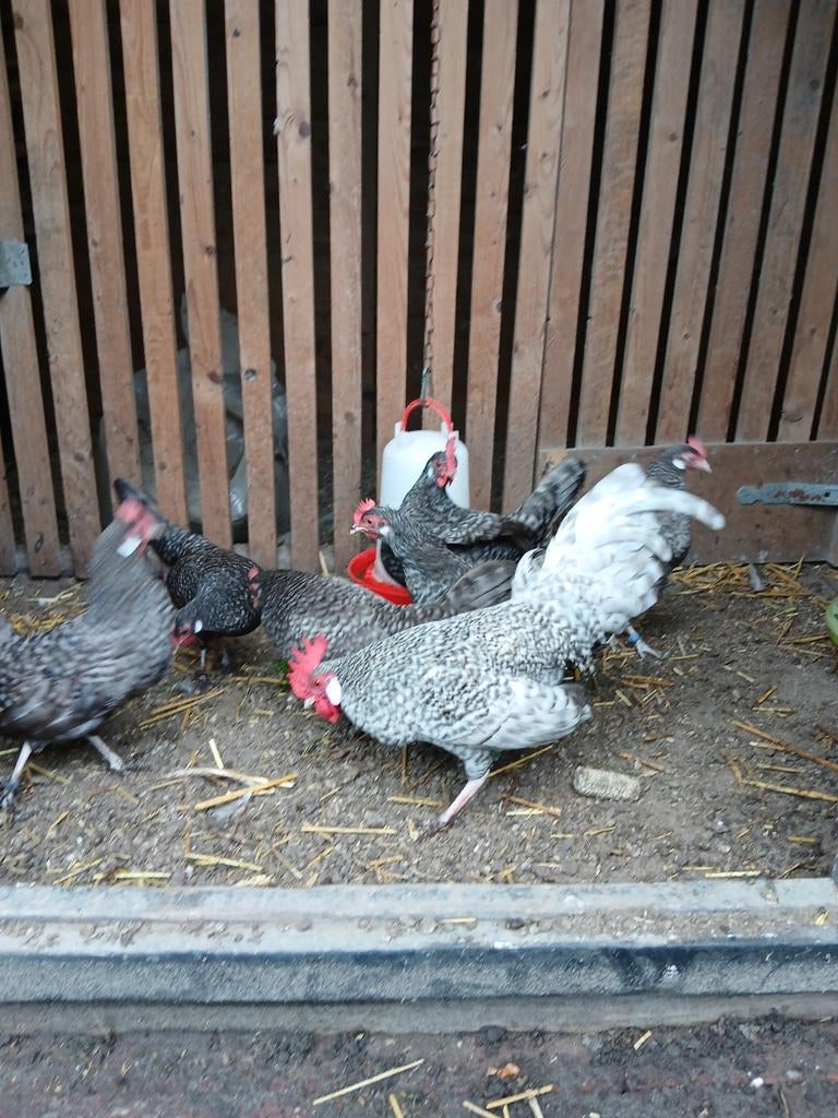 Trio Fryske kriel Koekoek, Meerdere dieren, Kip