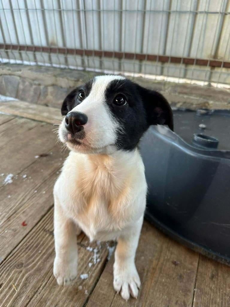 MENSGERICHTE PUPS, KLEINE MIDDEMAATJES, IN ASIEL, Particulier, 15 weken tot 1 jaar, Buitenland, Parvo