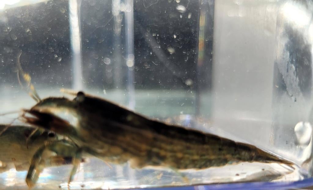 Hobbyaquarium Atyopsis Moluccensis – Aziatische Waaierhand, Kreeft, Krab of Garnaal, Zoetwatervis, Schoolvis