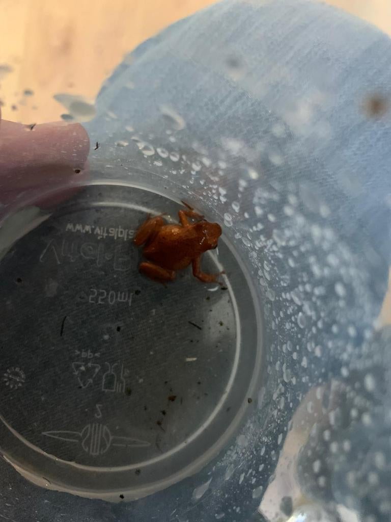 Gifkikkers, Overige soorten