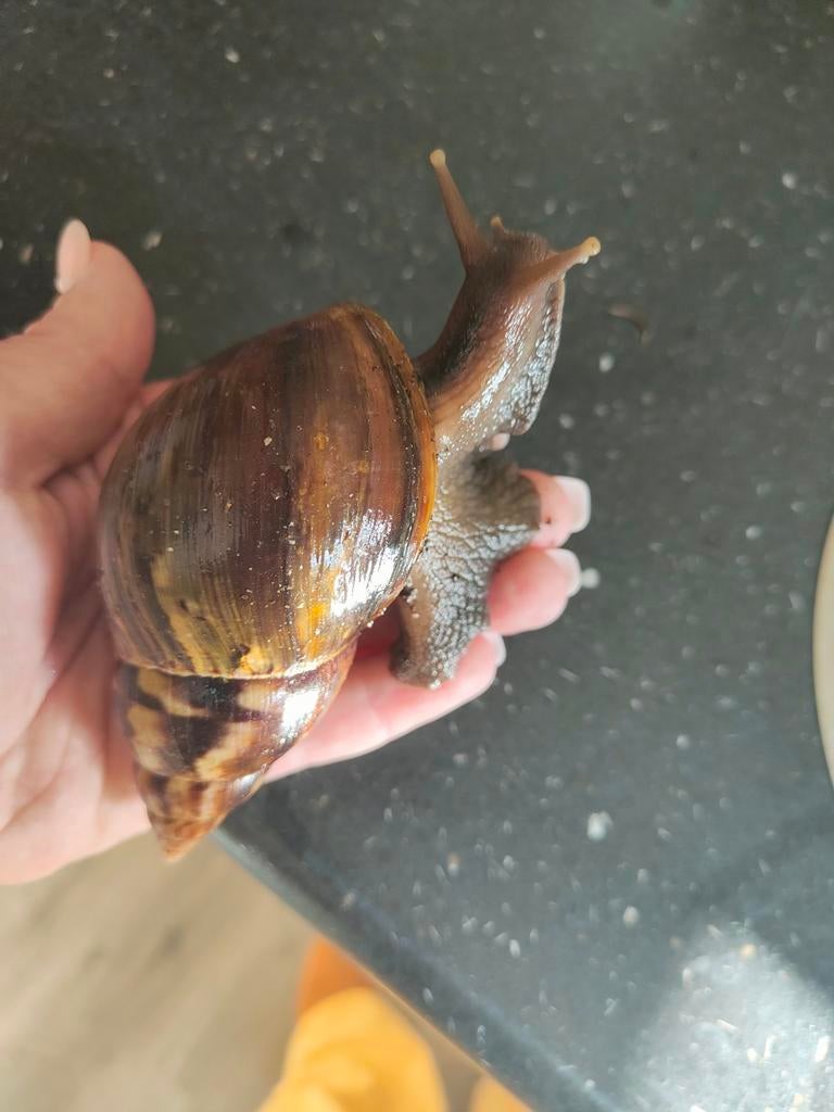 Agaatslakken, Dieren en Toebehoren, Reptielen en Amfibieën, 0 tot 2 jaar