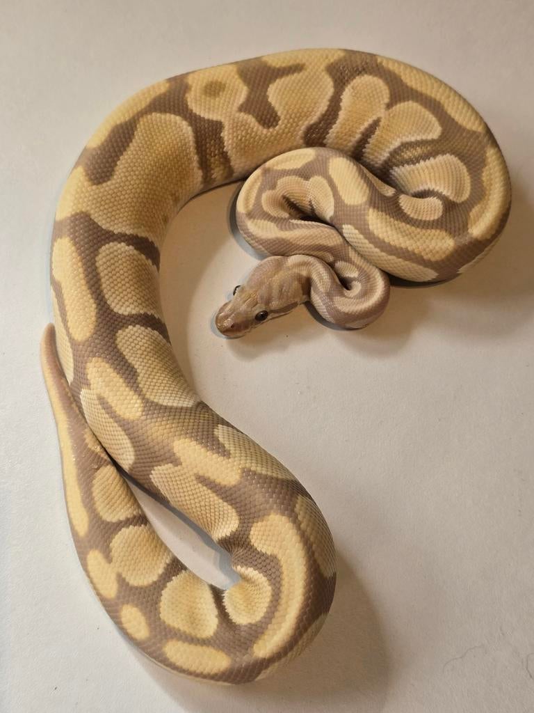 0.1 candy het pied ball python, Dieren en Toebehoren, Reptielen en Amfibieën, Slang, Tam, 0 tot 2 jaar