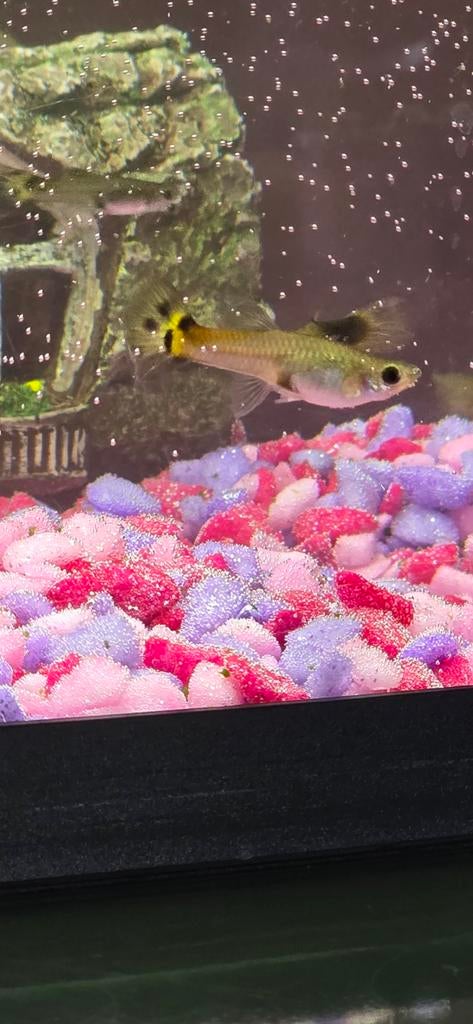 Meer dan 40 guppen, Dieren en Toebehoren, Vissen | Aquariumvissen, Vis