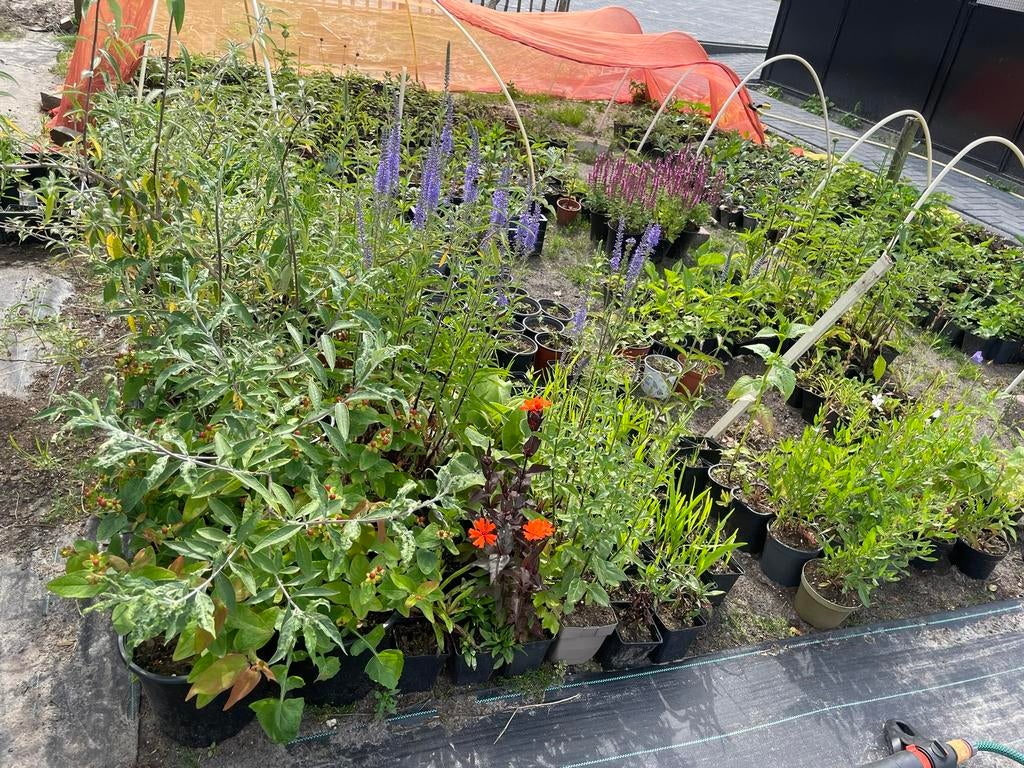 Vaste planten / hobby kwekerij, Ophalen, Overige soorten, Volle zon