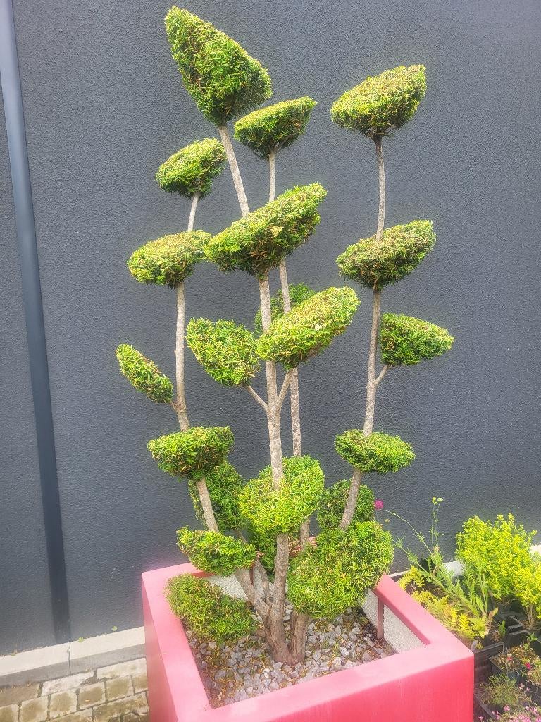 Bonsai taxusmet multi bollen in plantenbak, Tuin en Terras, Bloeit niet, 100 tot 250 cm, Zuilboom, Ophalen