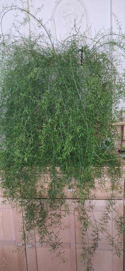 Grote asparagus plant in bloempot, Ophalen