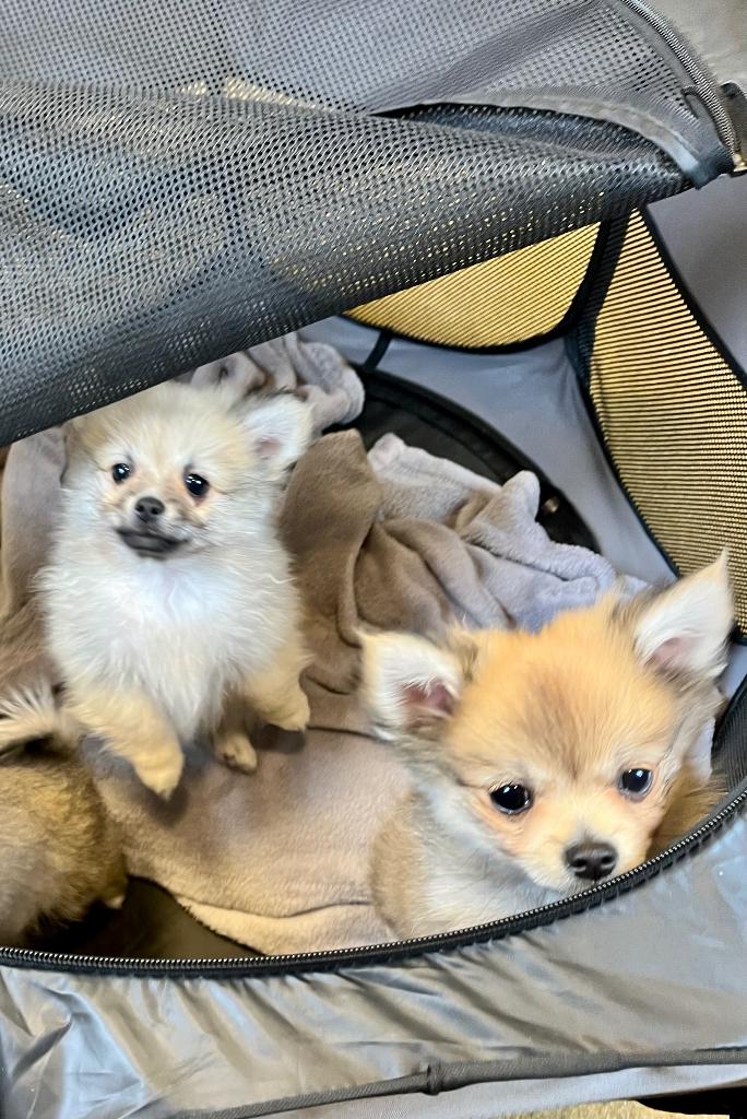 Prachtige pomchi puppy’s zoeken liefdevol thuis., 8 tot 15 weken, Parvo, Meerdere, Nederland