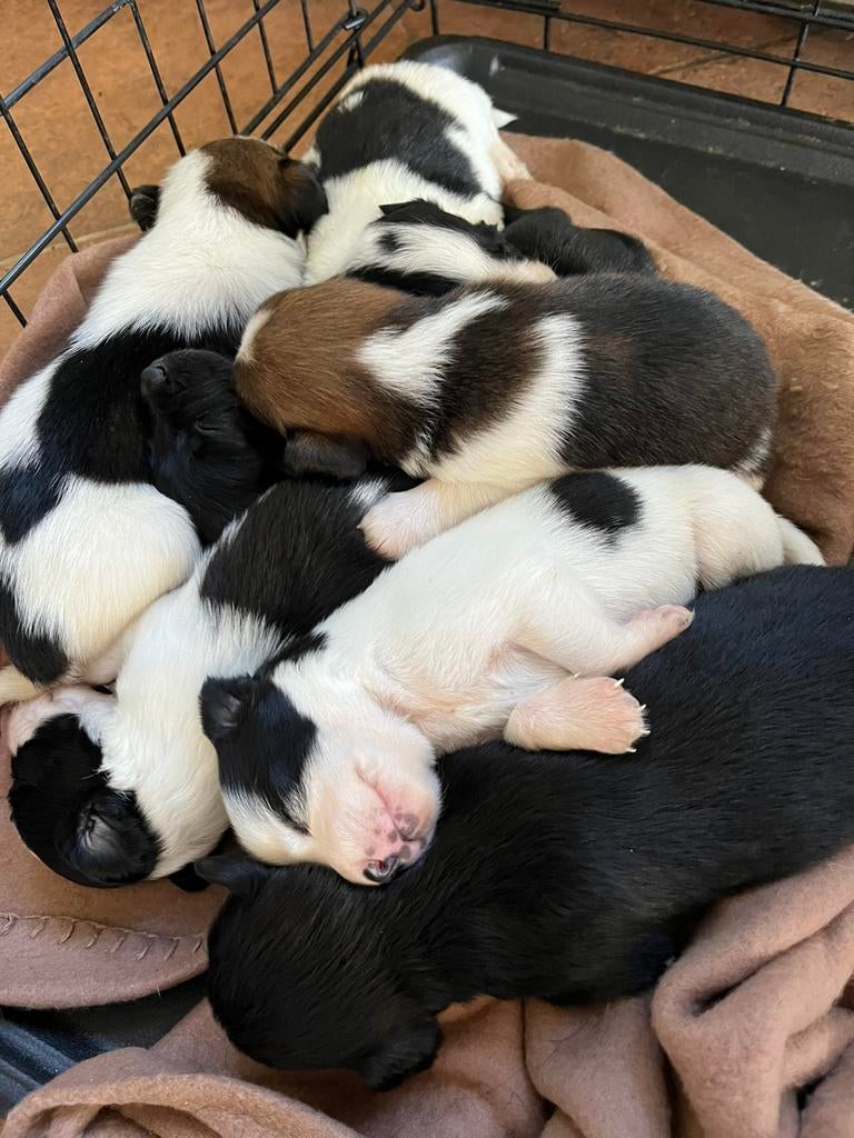 Prachtige Markiesje/Kooikerhondje pups!, Nederland, Parvo, Overige rassen, 8 tot 15 weken