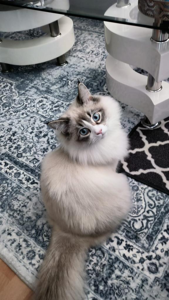 Ragdoll dekkater beschikbaar ( قط راغدول للتزاوج)