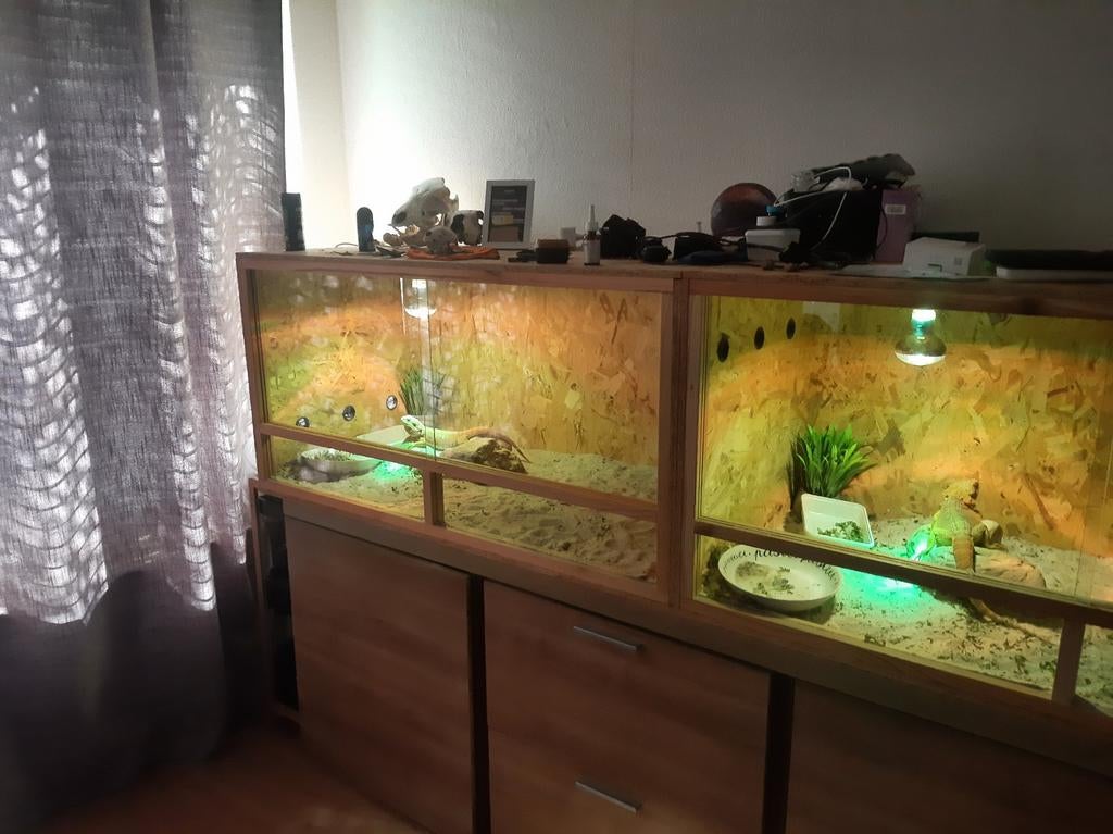 Terraruims met baardagamen tekoop, Ophalen of Verzenden