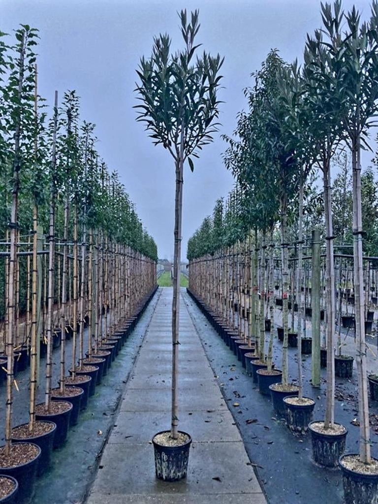 Nerium oleander ❗️🍀🌸 hoogstam groenblijvend 🌸🍀❗️, Overige soorten, 100 tot 250 cm, Zomer, Ophalen