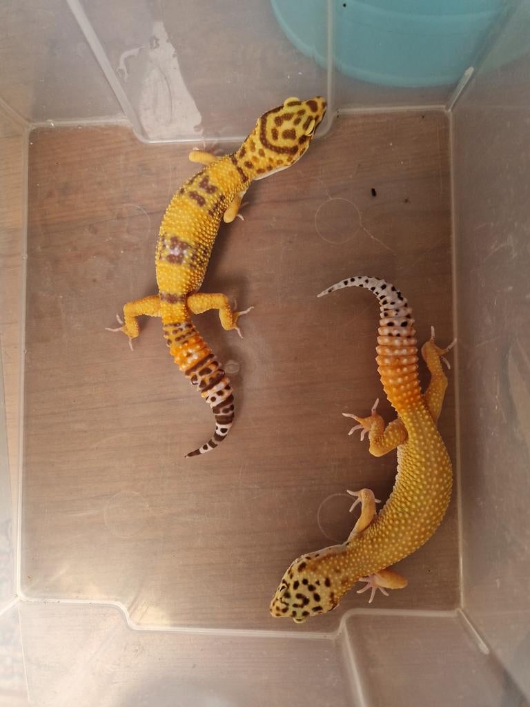 Luipaardgekko's vrouwen inferno glow madness, Hagedis, 0 tot 2 jaar