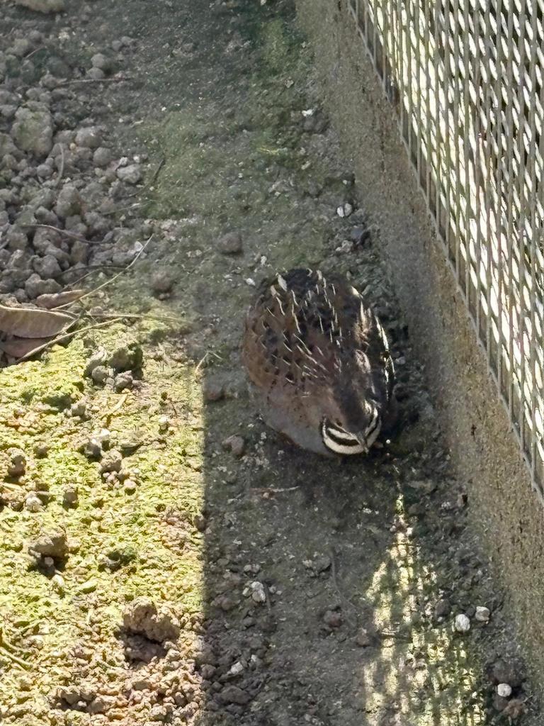 Te koop: mooie chinese dwergkwartel haan, Dieren en Toebehoren, Mannelijk