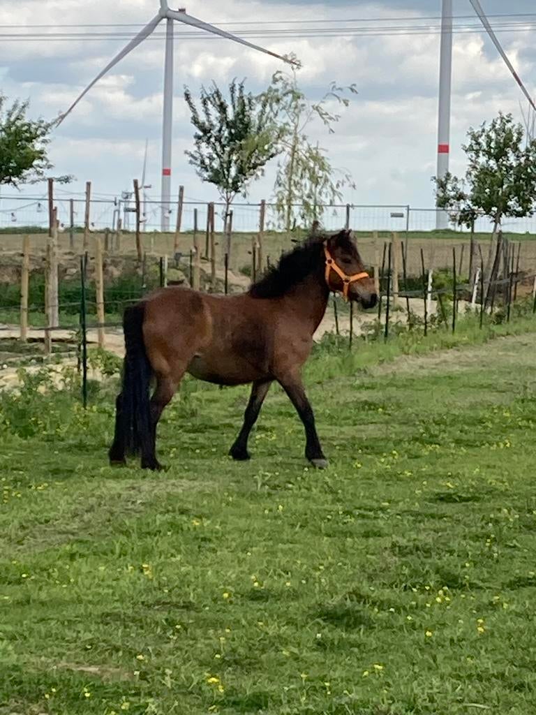 Lieve B pony merrie, B pony (1.17m tot 1.27m), 11 jaar of ouder, Recreatiepony, Merrie