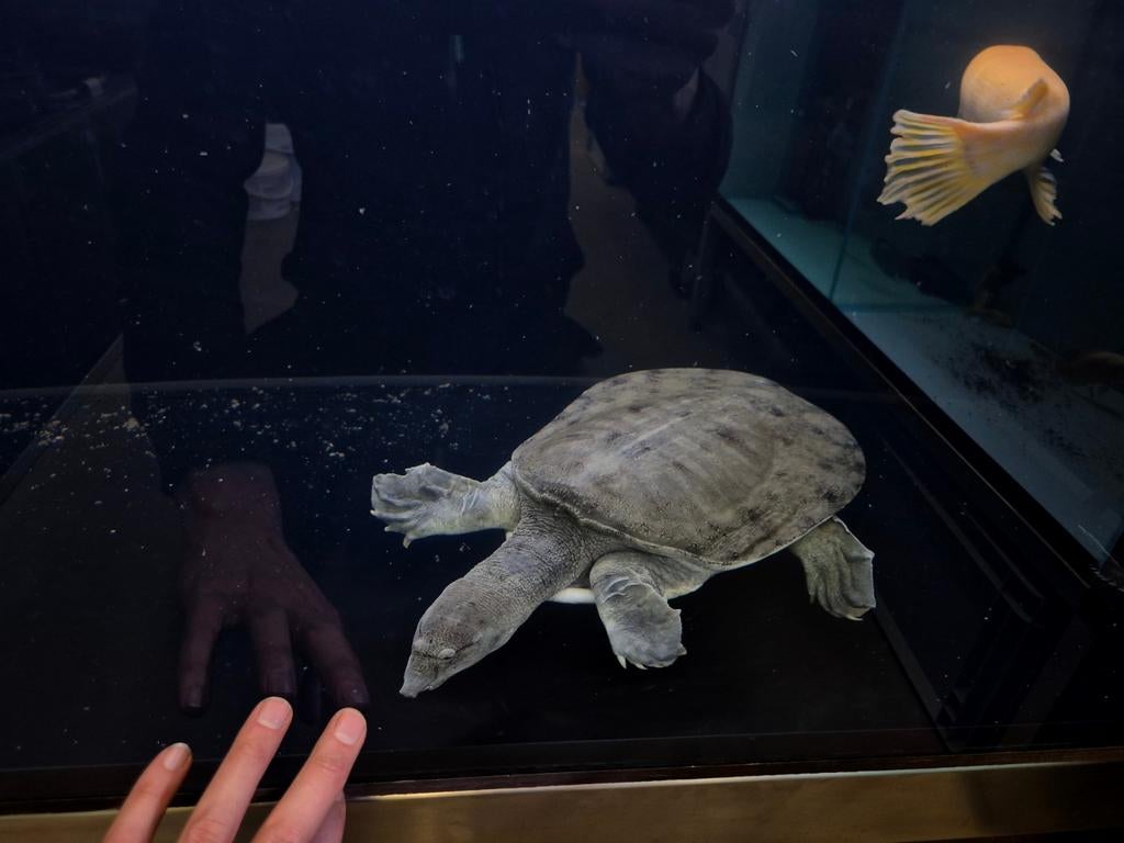 Softshell schildpad, Dieren en Toebehoren, Vissen | Aquariumvissen, Zoetwatervis