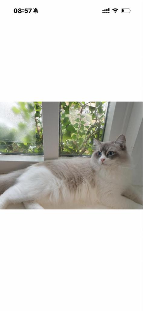 5 Ragdoll kittens te koop, Dieren en Toebehoren, Geslacht onbekend, Langharig, 0 tot 2 jaar