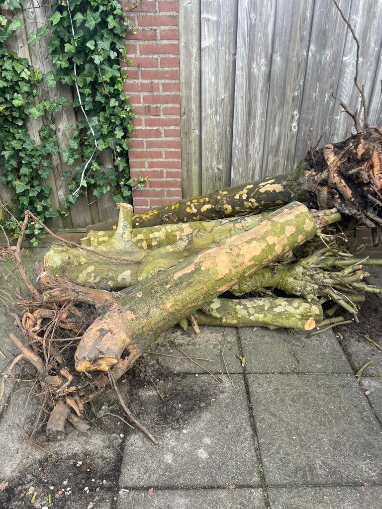 Gratis brandhout, Tuin en Terras, Haardhout, Minder dan 3 m³, Ophalen