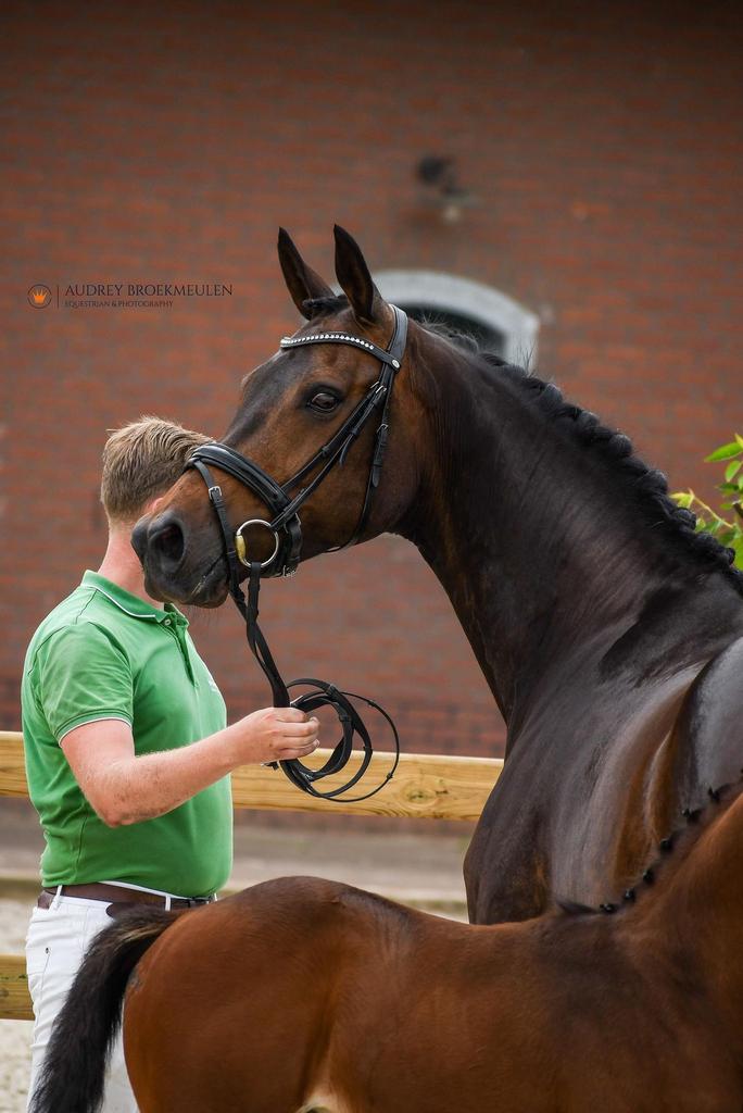 Elite sport dres  Z2  merrie prok Endy Stam geb 2011, Dieren en Toebehoren, Merrie