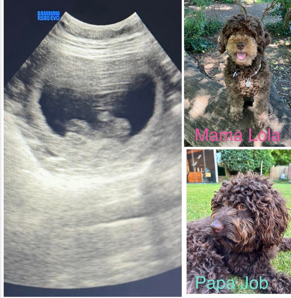 Nestaankondiging Labradoodle pups, Parvo, Overige rassen, 8 tot 15 weken, Teef