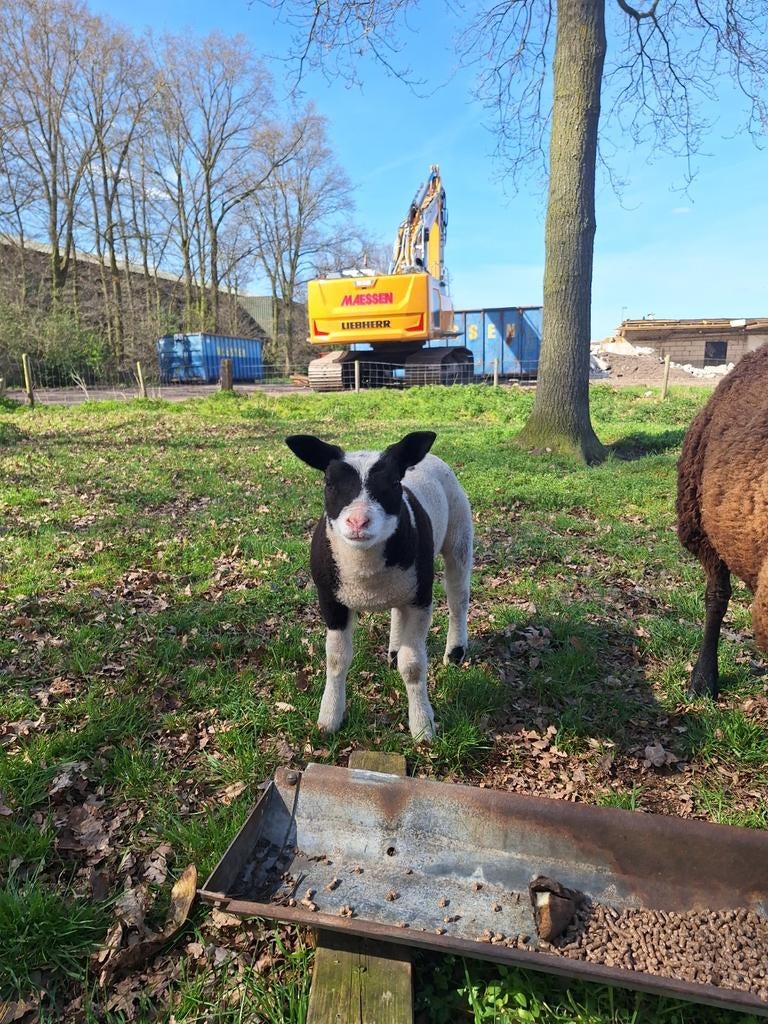 Schapen te koop., Meerdere dieren, Schaap, 0 tot 2 jaar