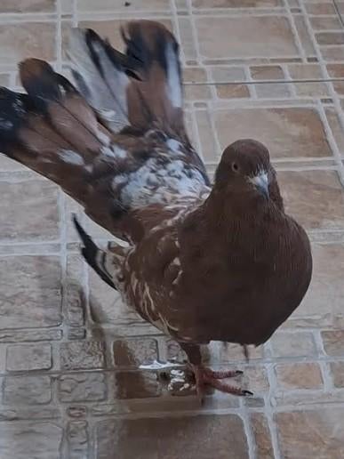 Hoogvliegende duif, Dieren en Toebehoren, Vogels | Duiven, Meerdere dieren, Overige soorten