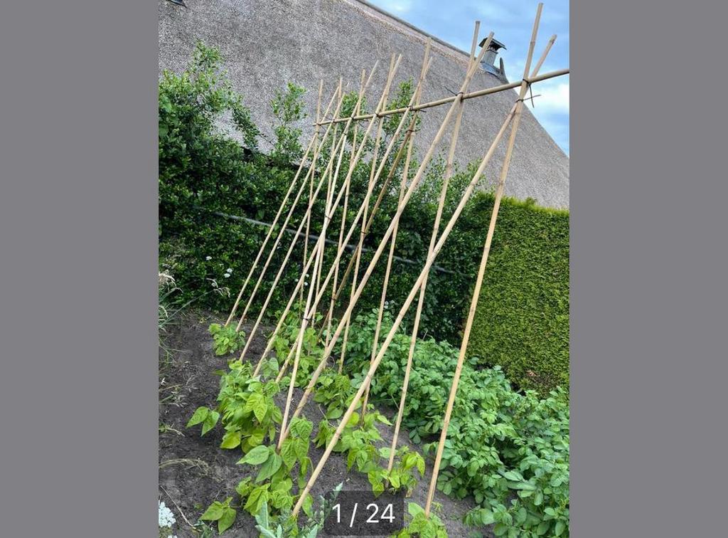 Bonenstokken bamboestokken tonkin plantensteun moestuin, Ophalen of Verzenden, Nieuw, Palen