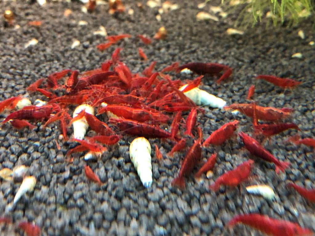Bloody Mary Neocaridina, Kreeft, Krab of Garnaal, Zoetwatervis