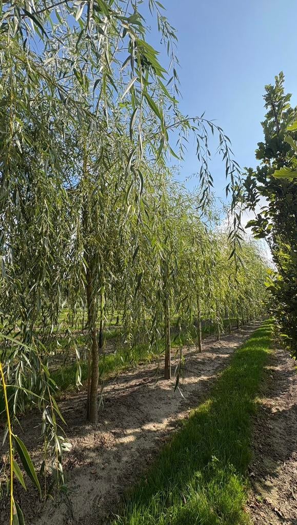 Treurwilgen Salix, Ophalen of Verzenden