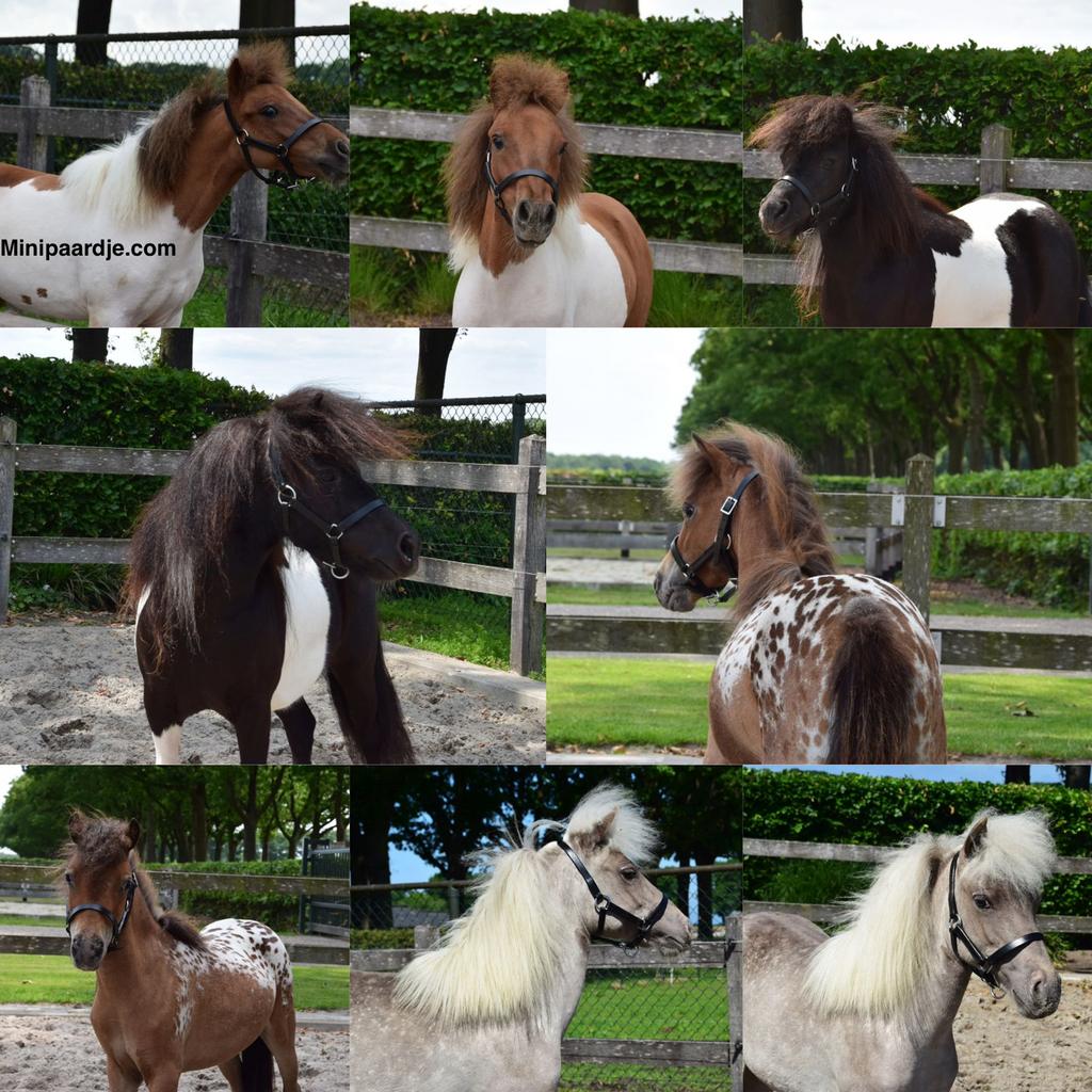 Meerdere aparte minipaardjes uit onze opfok, Meerdere dieren, Recreatiepony, Met stamboom