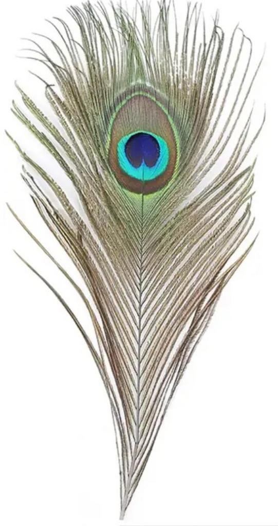 Pauwen veer - carnaval, Ophalen of Verzenden, Overige materialen