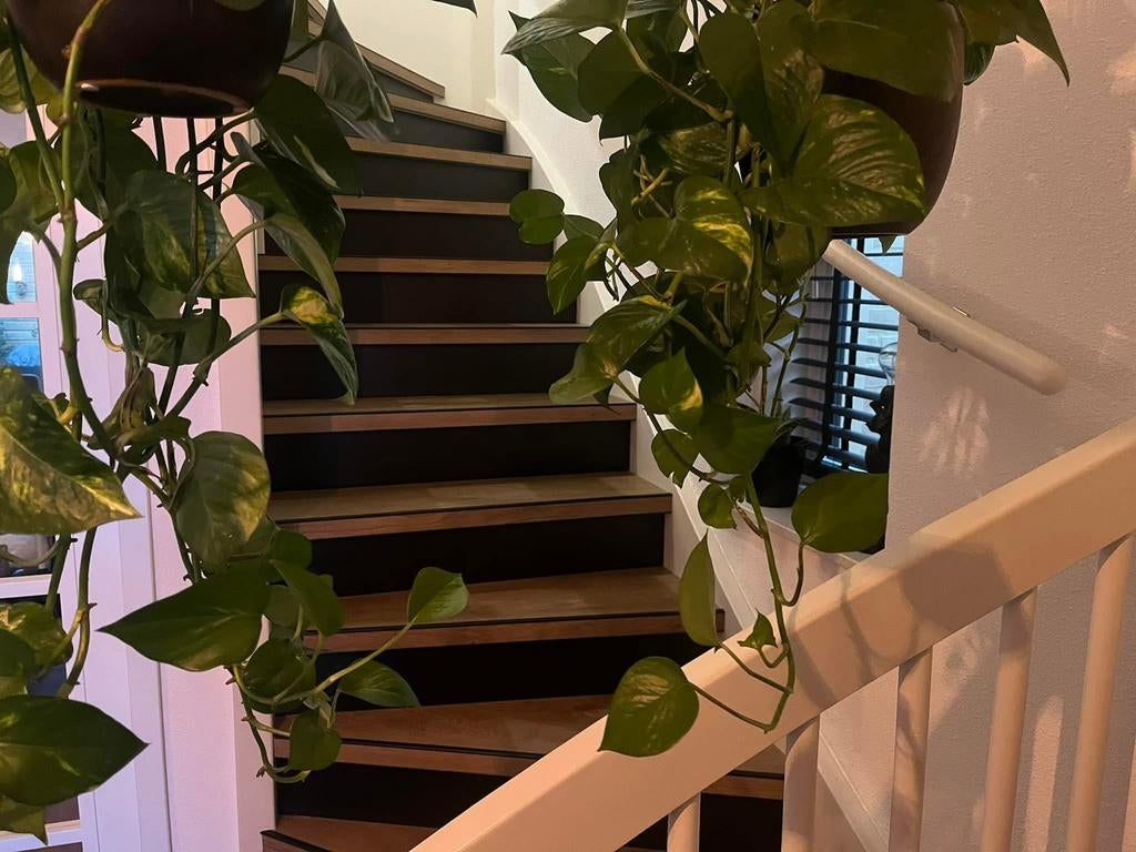 Pvc traprenovatie, Ophalen, Nieuw, Binnen, Metaal