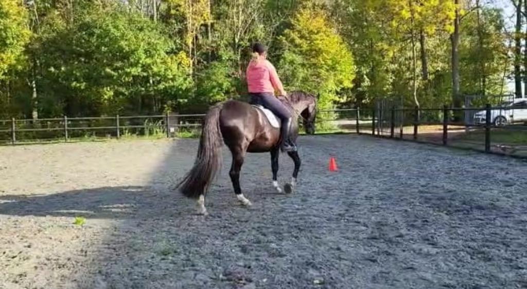 Mishpa - De ruiter en het paard samen, Diensten en Vakmensen, Dieren | Paarden | Verzorging, Oppas en Les, Paardrijles of Ponykampen