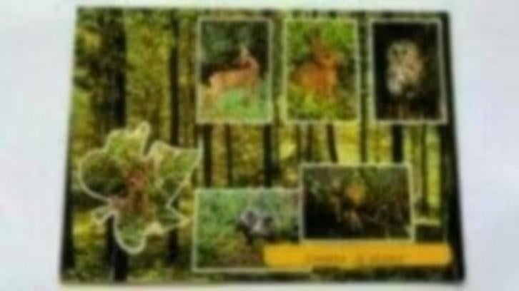 Ansichtkaart camping de boshut, Ophalen of Verzenden, 1960 tot 1980, Gelderland