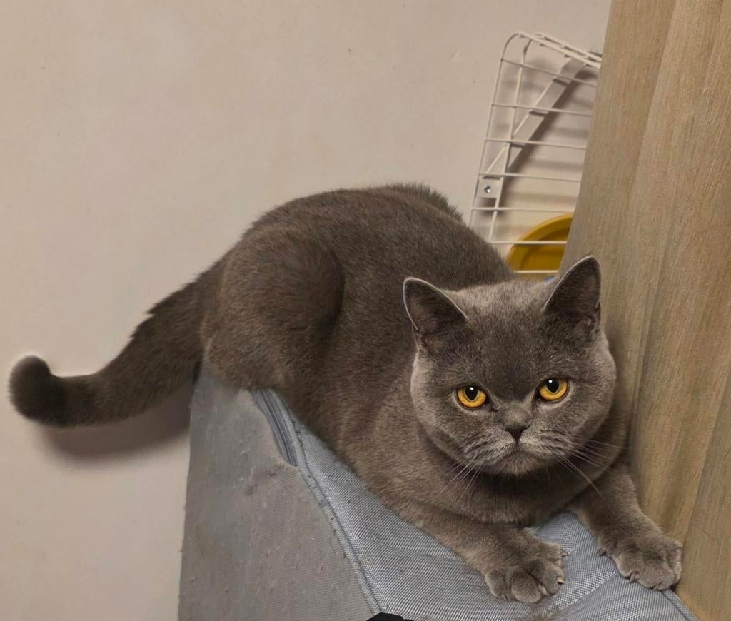 Liefdevol thuis gezocht voor Britse Korthaar 🐾, Poes, Gechipt, 0 tot 2 jaar