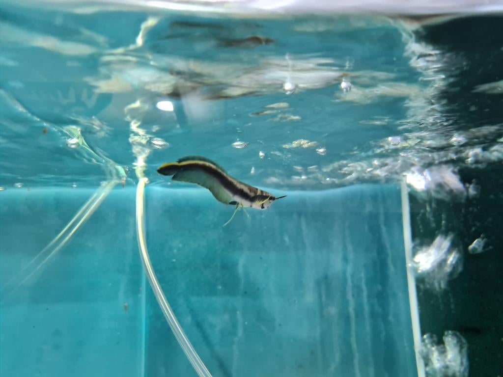 Zwarte Arowana, Osteoglossum Ferreirai, Vis, Zoetwatervis