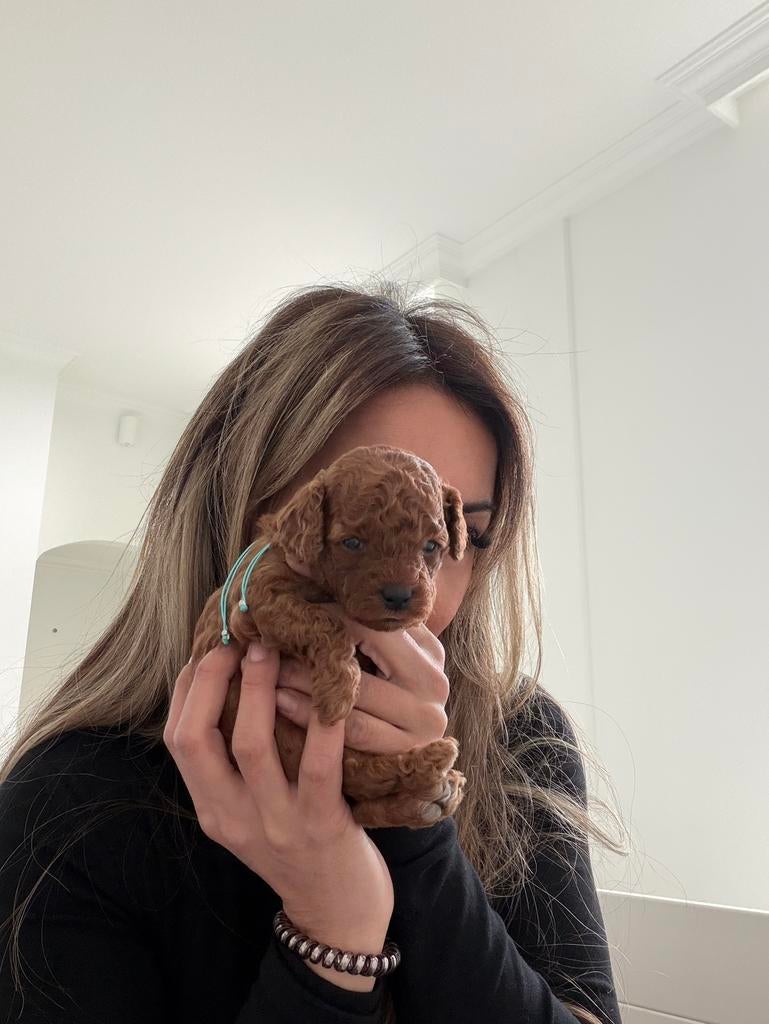 Met liefde geboren,  exclusief nestje toypoedels, Dieren en Toebehoren, Poedel, 8 tot 15 weken, Parvo, Meerdere