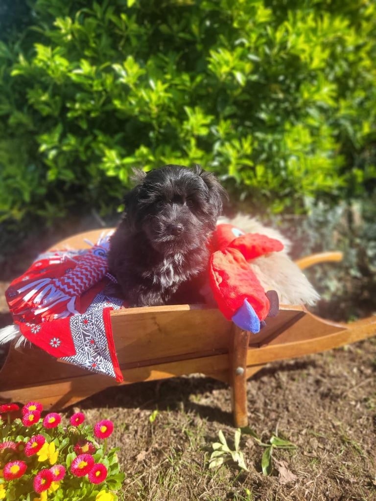 Leuke boomer pups te koop!, Parvo, 8 tot 15 weken, Meerdere, Meerdere dieren