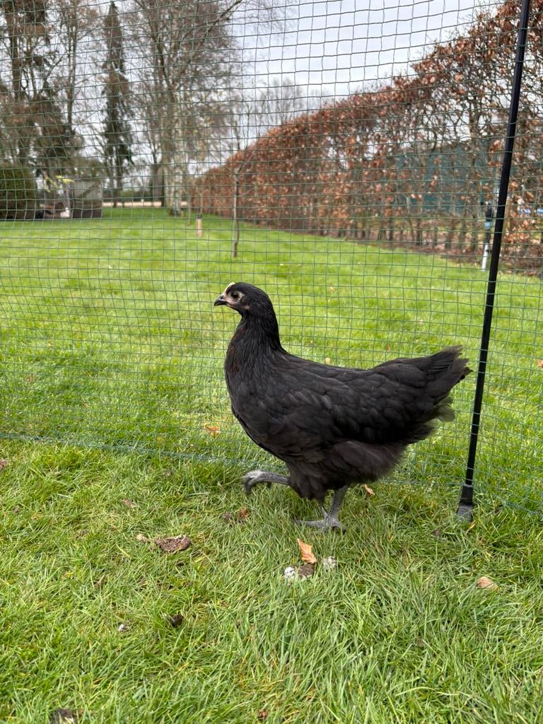 Jonge legkippen, Dieren en Toebehoren, Pluimvee, Vrouwelijk, Kip