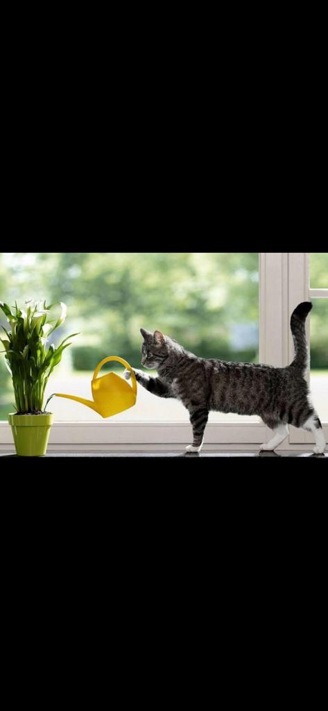 katten oppas met (Knuffel garanties) 15€, Dieren en Toebehoren, Ophalen of Verzenden