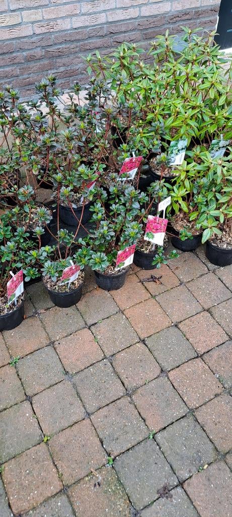 Avond uitverkoop vaste planten - bodemprijzen!, Ophalen, Vaste plant, Overige soorten, Halfschaduw