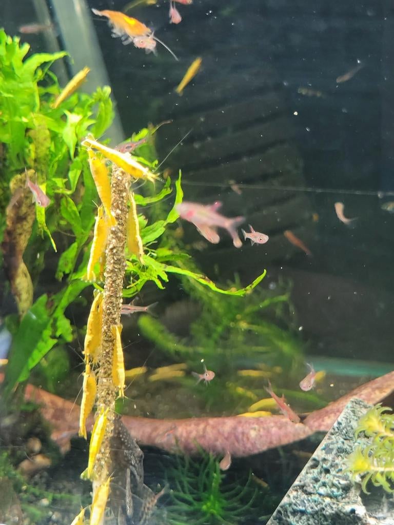 Hobbyaquarium  Citroen garnalen neon backstripe, Dieren en Toebehoren, Vissen | Aquariumvissen, Zoetwatervis, Kreeft, Krab of Garnaal