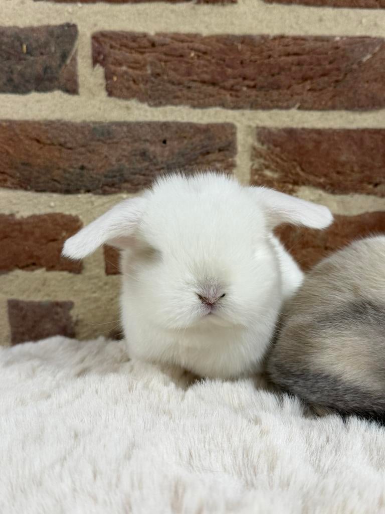 Gecastreerd minilop konijn -> 12 weken oud, Dieren en Toebehoren, Konijnen, Dwerg, Hangoor, 0 tot 2 jaar