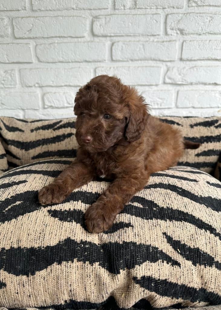 Poedel pups toy x dwerg choco en zwart, Dieren en Toebehoren, Poedel, Parvo, Nederland, 8 tot 15 weken