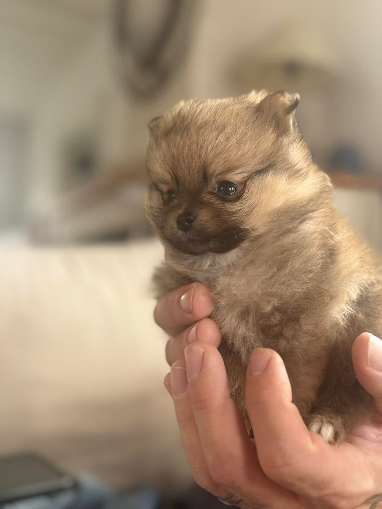 Mini pomeriaan teefje mag 6/4 nestje verlaten, België, Particulier, Overige rassen, 8 tot 15 weken