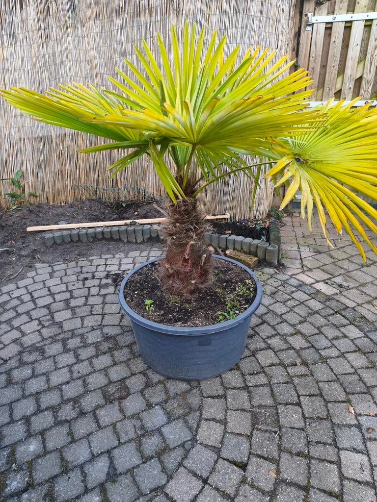 Palmboom winterhard, Ophalen, Gehele jaar, Volle zon