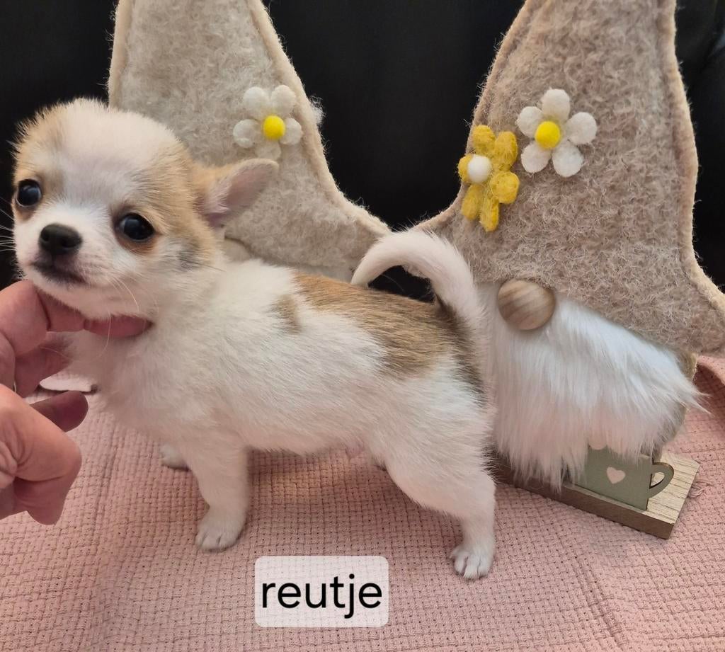 Pomchi pups!!, Overige rassen, Meerdere, Meerdere dieren, Nederland