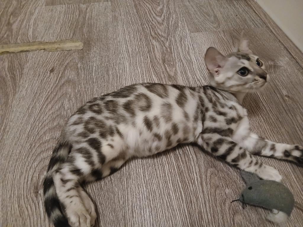 Bengaal kittens f5, Dieren en Toebehoren, Meerdere dieren, Gechipt
