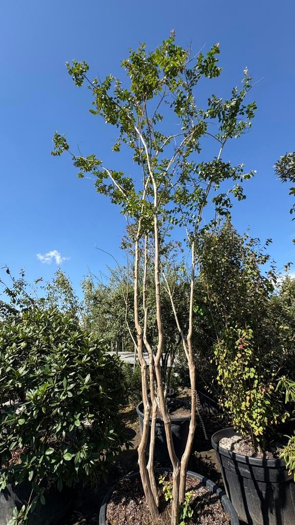 Meerstammige lagerstroemia’s | indische sering, Tuin en Terras, Ophalen of Verzenden, Volle zon, Overige soorten