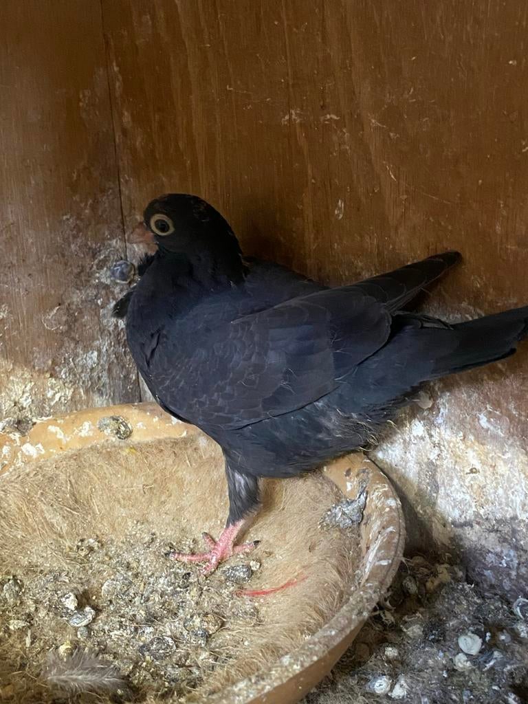 Twee jonge figuritas, Dieren en Toebehoren, Vogels | Duiven, Geslacht onbekend, Overige soorten