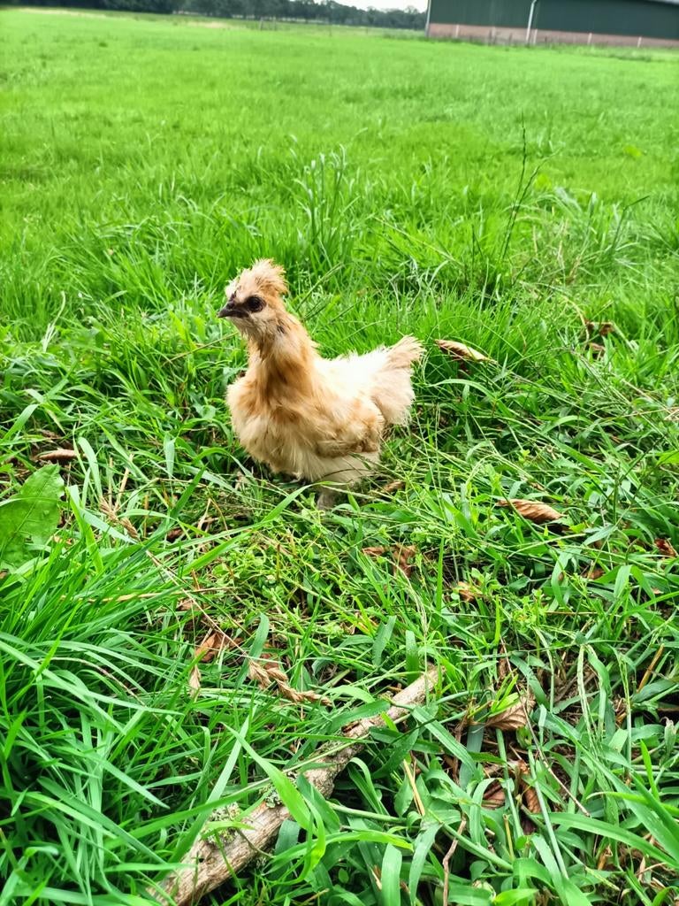 Zijdehoen haan gezocht, Dieren en Toebehoren, Mannelijk, Kip